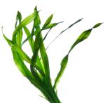 http://www.seaweedpete.com/seaweed-benefits-2/